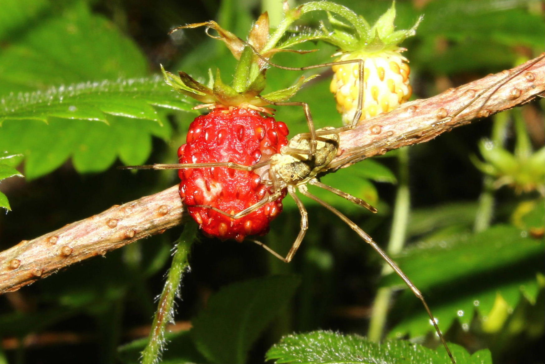 Opilionidealla frutta: Mitopus morio